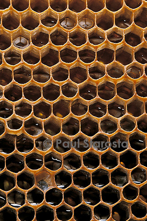 Apis mellifera (abeille) - alvéoles à miel