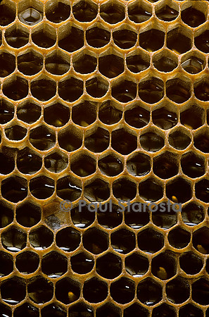 Apis mellifera (abeille) - alvéoles à miel