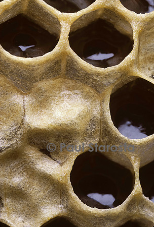Apis mellifera (abeille) - alvéoles à miel