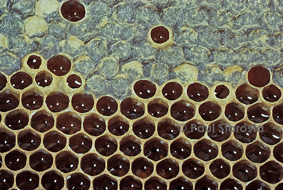 Apis mellifera (abeille) -  alvéoles à miel