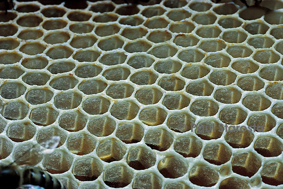 Apis mellifera (abeille) -  alvéoles neufs