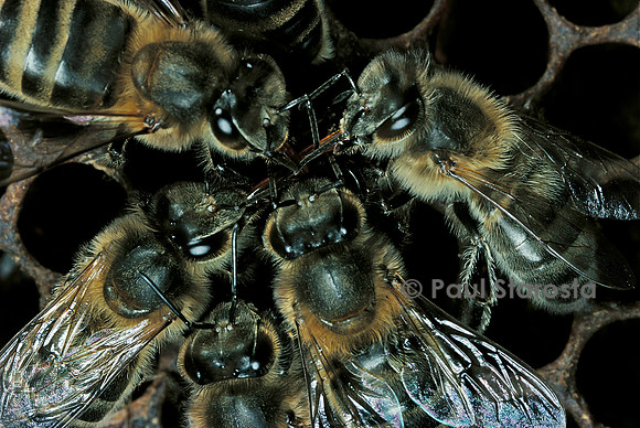 Apis mellifera (abeille) - bouche-à-bouche (trophallaxie)
