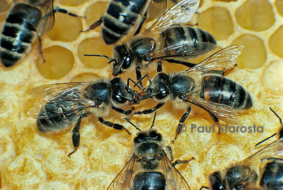 Apis mellifera (abeille) - bouche-à-bouche (trophallaxie)