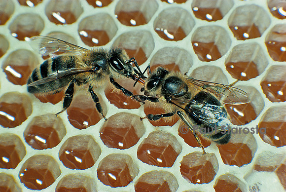 Apis mellifera (abeille) - bouche-à-bouche (trophallaxie)