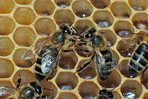Apis mellifera (abeille) - bouche-à-bouche (trophallaxie)