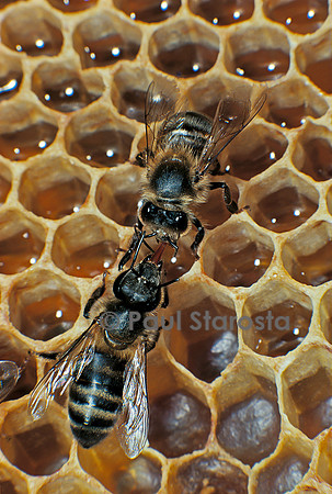 Apis mellifera (abeille) - bouche-à-bouche (trophallaxie)