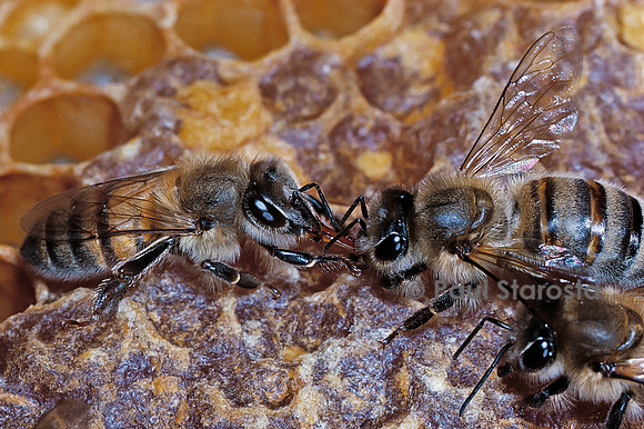 Apis mellifera (abeille) - bouche-à-bouche (trophallaxie)