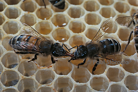 Apis mellifera (abeille) - bouche-à-bouche (trophallaxie)