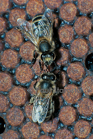 Apis mellifera (abeille) - bouche-à-bouche (trophallaxie)