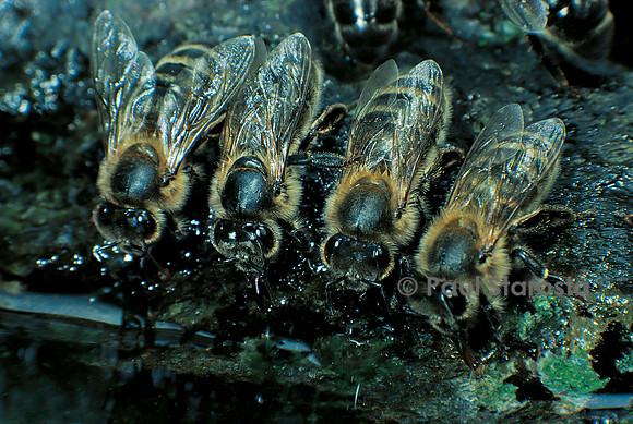 Apis mellifera (abeille) - buvant