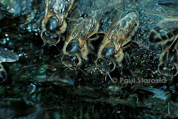 Apis mellifera (abeille) - buvant