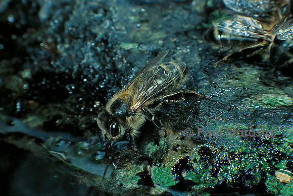 Apis mellifera (abeille) - buvant
