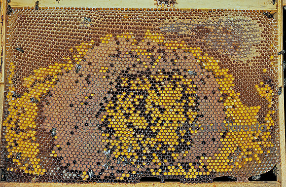 Apis mellifera (abeille) - cadre de couvain