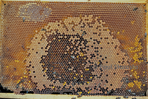 Apis mellifera (abeille) - cadre de couvain