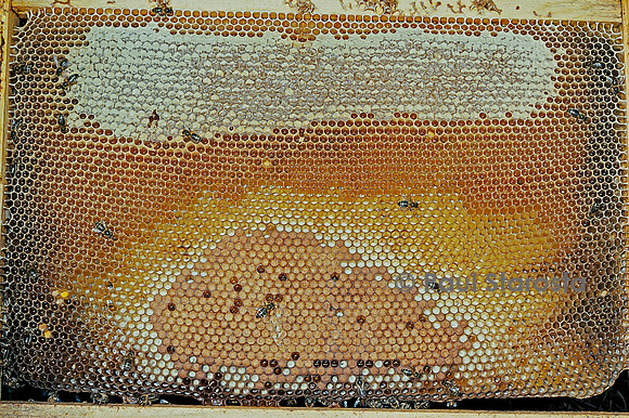 Apis mellifera (abeille) - cadre de couvain