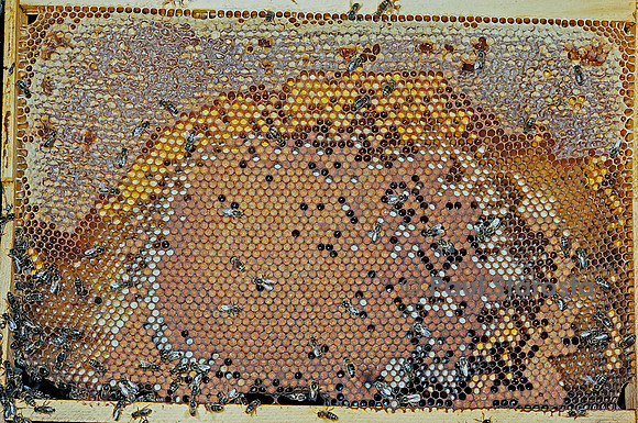 Apis mellifera (abeille) - cadre de couvain