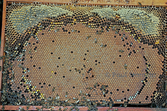 Apis mellifera (abeille) - cadre de couvain