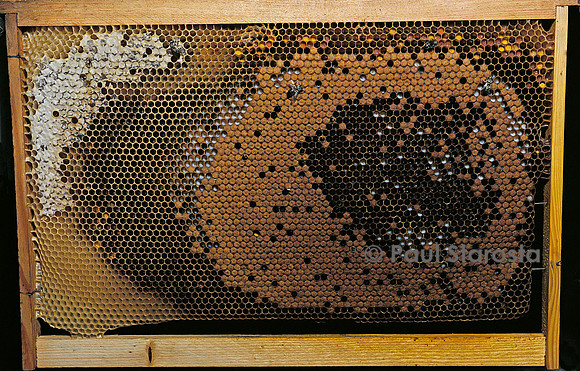 Apis mellifera (abeille) - cadre de couvain