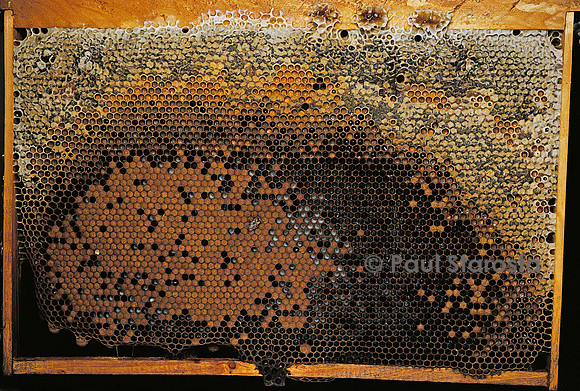 Apis mellifera (abeille) - cadre de couvain