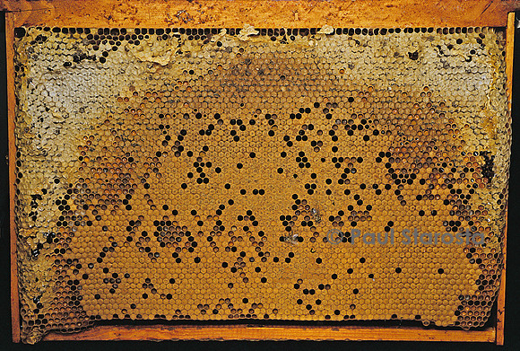 Apis mellifera (abeille) - cadre de couvain