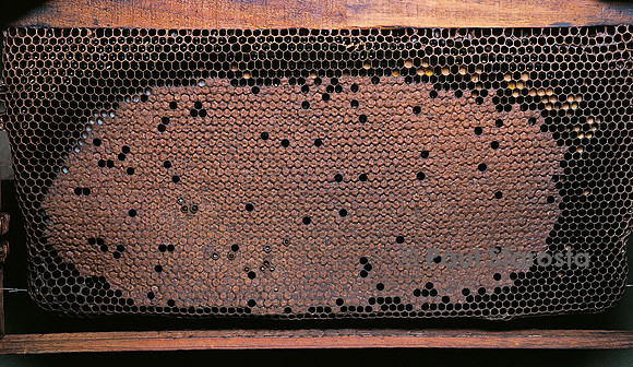 Apis mellifera (abeille) - cadre de couvain