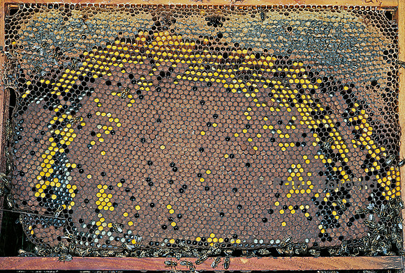 Apis mellifera (abeille) - cadre de couvain