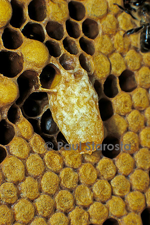 Apis mellifera (abeille) - cellule royale