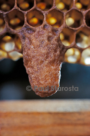 Apis mellifera (abeille) - cellule royale