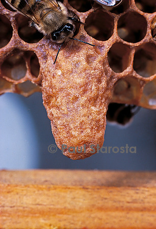 Apis mellifera (abeille) - cellule royale