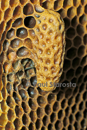 Apis mellifera (abeille) - cellule royale