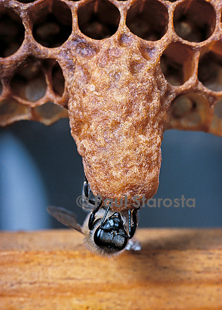 Apis mellifera (abeille) - cellule royale et nourrices