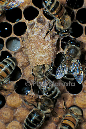 Apis mellifera (abeille) - cellule royale et nourrice