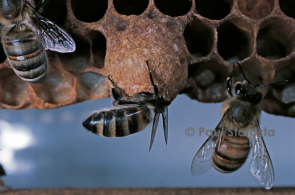 Apis mellifera (abeille) - cellule royale et nourrice