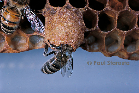 Apis mellifera (abeille) - cellule royale et nourrice