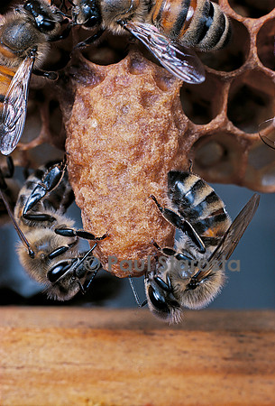 Apis mellifera (abeille) - cellule royale et nourrices