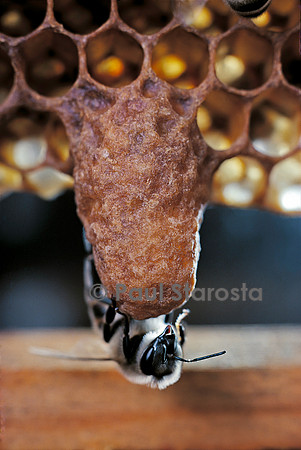Apis mellifera (abeille) - cellule royale et nourrices