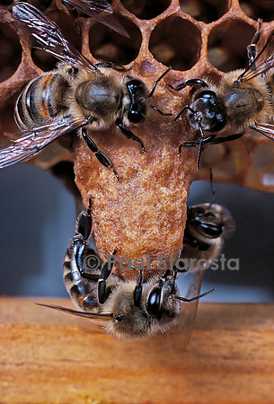 Apis mellifera (abeille) - cellule royale et nourrices