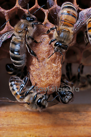 Apis mellifera (abeille) - cellule royale et nourrices