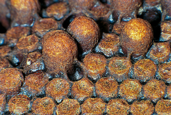 Apis mellifera (abeille) - cellules de mâle