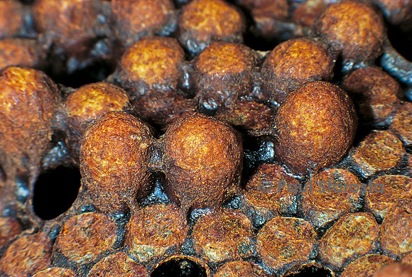 Apis mellifera (abeille) - cellules de mâle