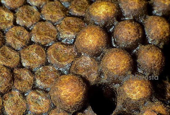 Apis mellifera (abeille) - cellules de mâles