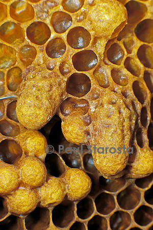 Apis mellifera (abeille) - cellule royale