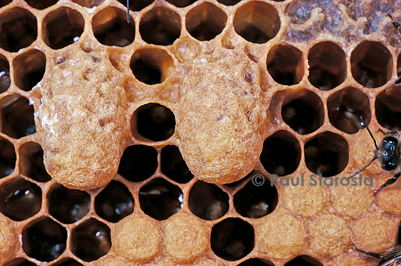 Apis mellifera (abeille) - cellules royales