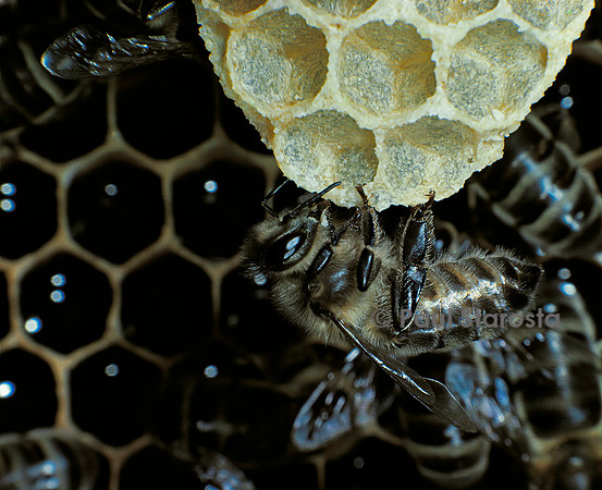 Apis mellifera (abeille) - cirière déposant une écaille de cire