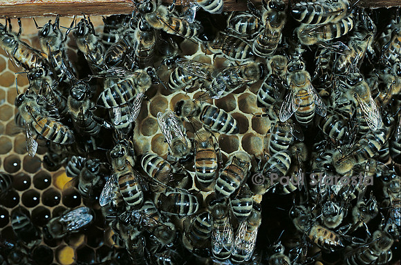 Apis mellifera (abeille) - cirières construisant un rayon