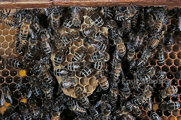Apis mellifera (abeille) - cirières construisant un rayon