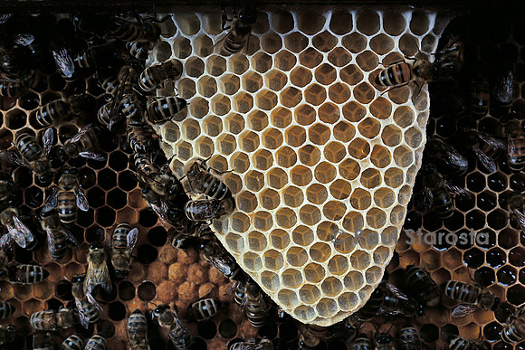 Apis mellifera (abeille) - cirières construisant un rayon