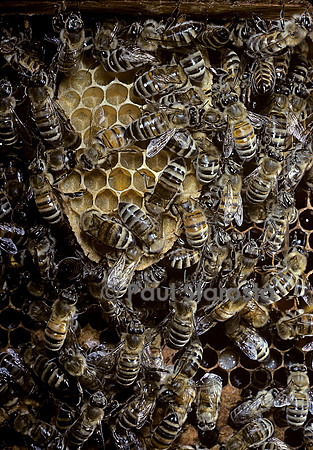 Apis mellifera (abeille) - cirières construisant un rayon