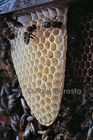 Apis mellifera (abeille) - cirières construisant un rayon