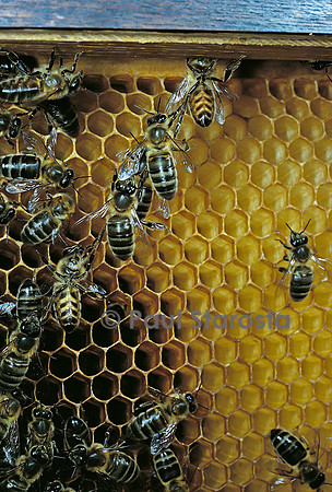 Apis mellifera (abeille) - cirières construisant un rayon